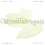 5 Foglie Disidratate Bianche misure 7x5cm -5.5x3cm