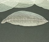 5 Foglie Disidratate Bianche misure 7x5cm -5.5x3cm